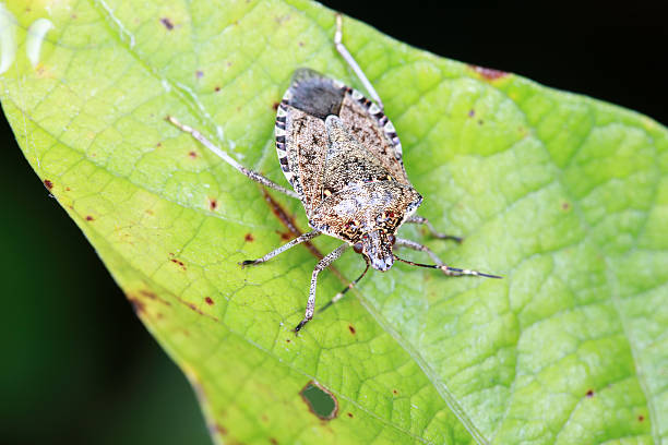 istock Halyomorpha halys on green leaves 2220682094