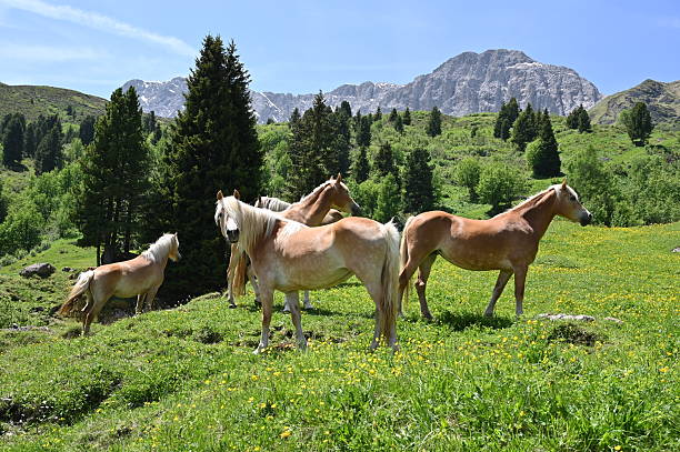 istock Horses in the Dolomites 2220682373