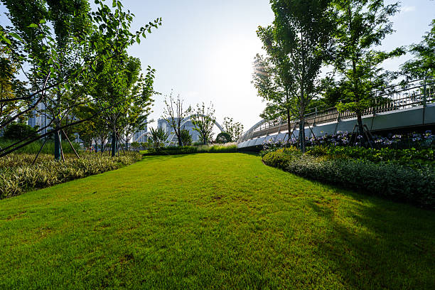 istock Green grass at sunset in city park 2220683268