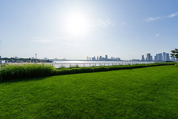 Green grass at sunset in city