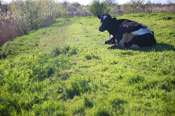 Black and white cow relaxing lying on a green pasture in a sunny day