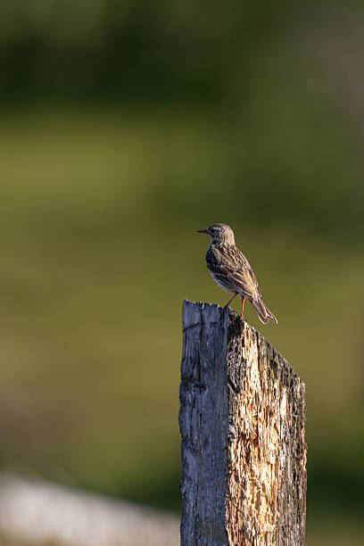 istock Meadow Pipit Wooden Post 2220683950