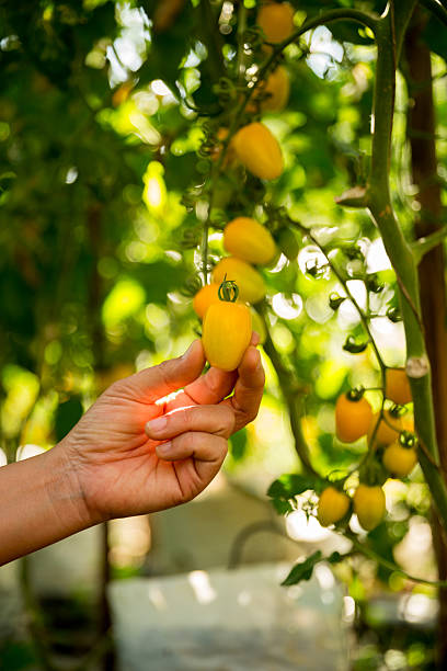 istock Smart farming techniques hydroponic salad vegetables business farm technology ensuring fresh sustainable produce farmer hand pick non gmo tomato red yellow green agriculture promotes support living 2220688389