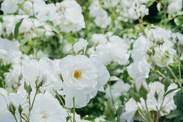 istock Beautiful white roses blooming in a lush garden during springtime 2220688491