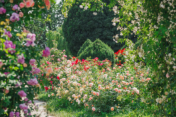 istock Colorful rose garden in full bloom during a sunny day in springtime 2220688504
