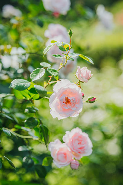 istock Beautiful pink roses bloom in a vibrant garden during bright daylight 2220688513