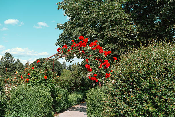 Lush greenery frames a charming garden path decorated with bright red blooms.