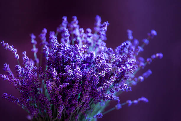 istock Close-up of lavender flowers, Soft focus on black 2220688663