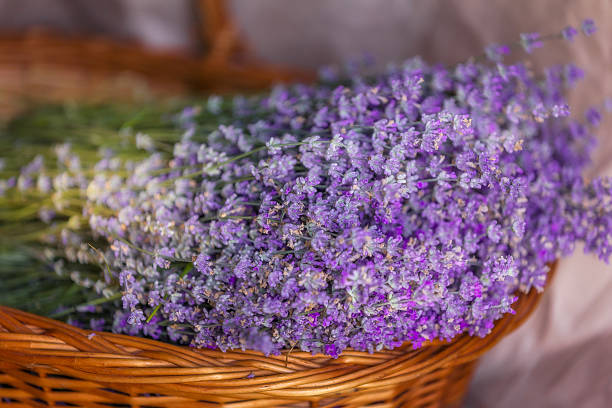 istock Basket with lavender flowers. Aromatherapy 2220688665