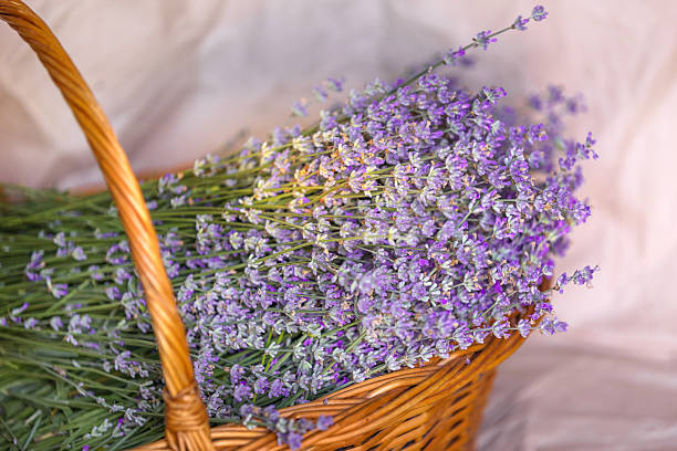 istock Basket with lavender flowers. Aromatherapy 2220688716