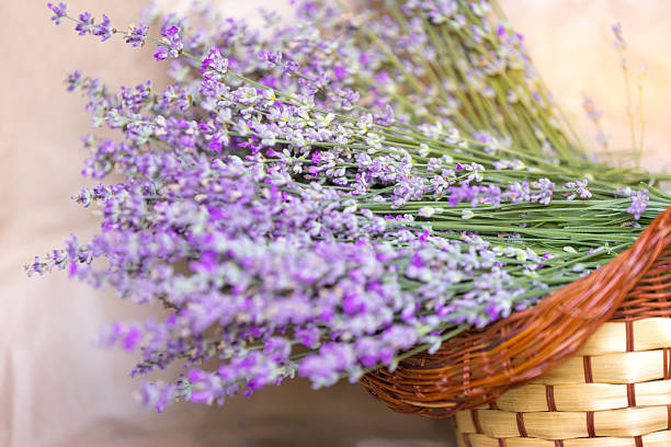 istock Basket with lavender flowers. Aromatherapy 2220688770