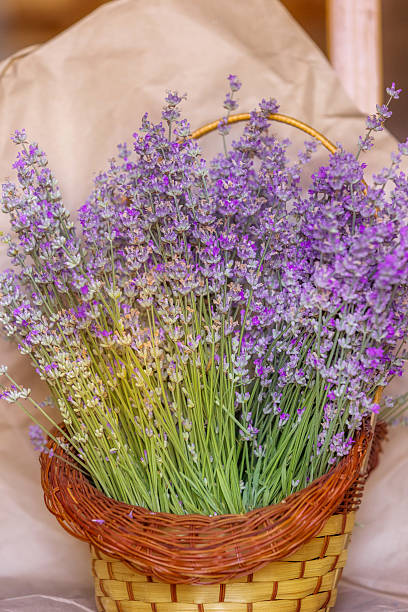 istock Basket with lavender flowers top view 2220688802