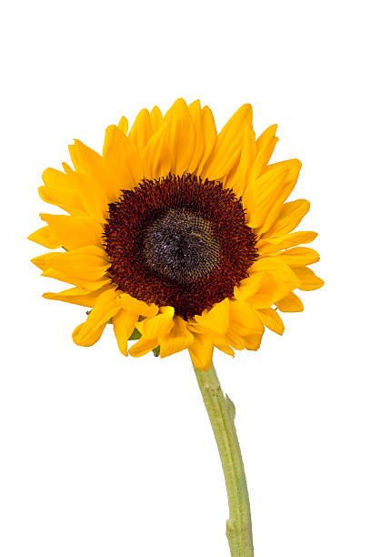 istock Sunflower on White Background, Close-Up 2220689458