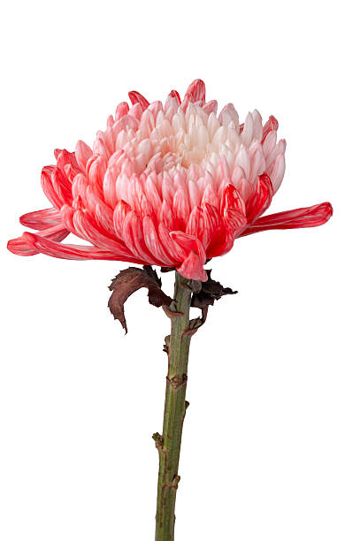 istock Red and White Chrysanthemum Isolated on White Background. 2220689464
