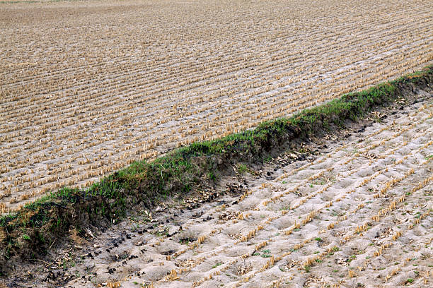 rice straw residue in the field, closeup of photo