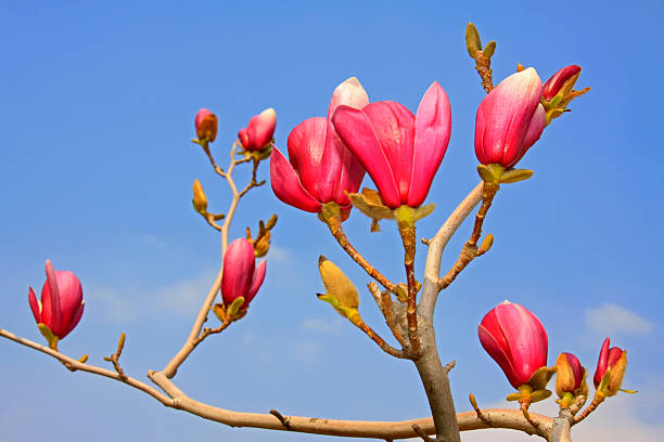 Magnolia denudata in the sky, closeup of photo