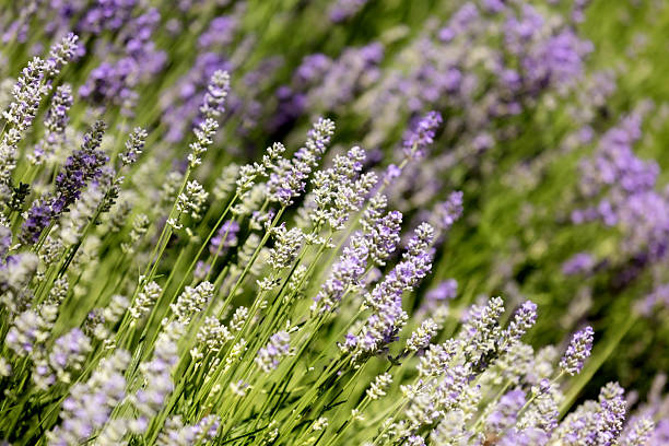 istock Lavender flower background with purple colors 2220689714