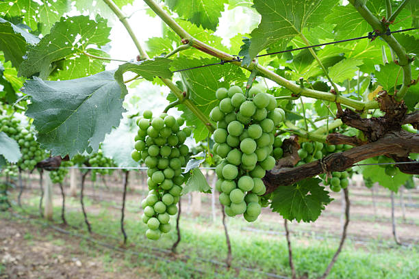 Organic grapes in the garden