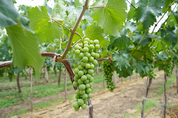 istock Grapes in the orchard 2220690397