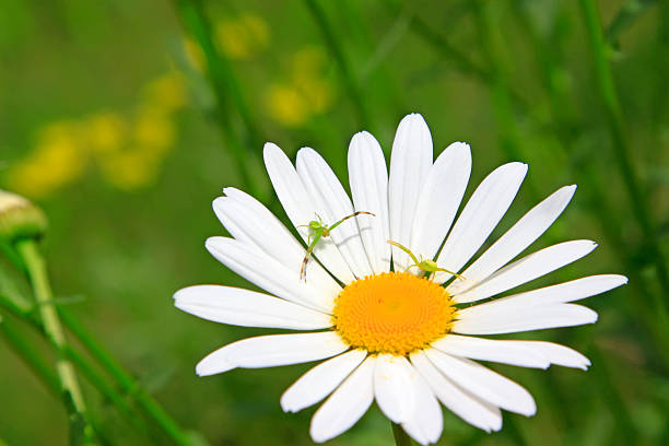 Crab spiders on the white flowers, closeup of photo