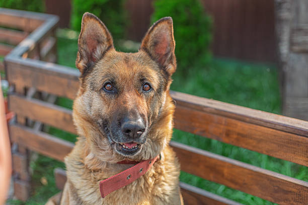 German Shepherd dog wearing red collar sitting on wooden bench in a garden, looking at camera