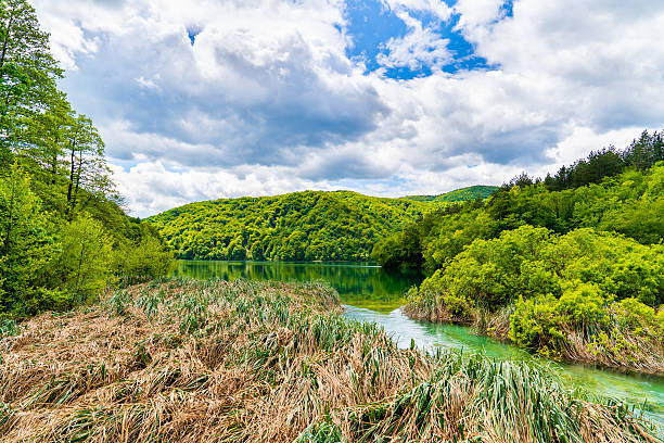 A vibrant spring landscape in Plitvice Lakes National Park, Croatia. A clear emerald-green river winds through tall reeds and lush green forest under a dramatic sky filled with fluffy clouds. Hills covered in vivid foliage create a serene and untouched natural backdrop, reflecting in the calm water. The scene captures the beauty of early summer in one of Europe's most famous national parks.