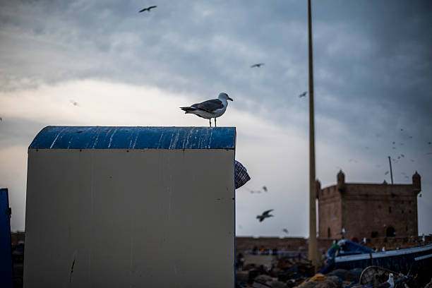 seagulls waiting for the wind on the port of Essaouira between the blue fishing boats and the medieval fortifications of the port in Morocco
