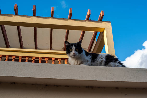 close up of a domestic cat on a white wall between the houses of Essaouira in Morocco