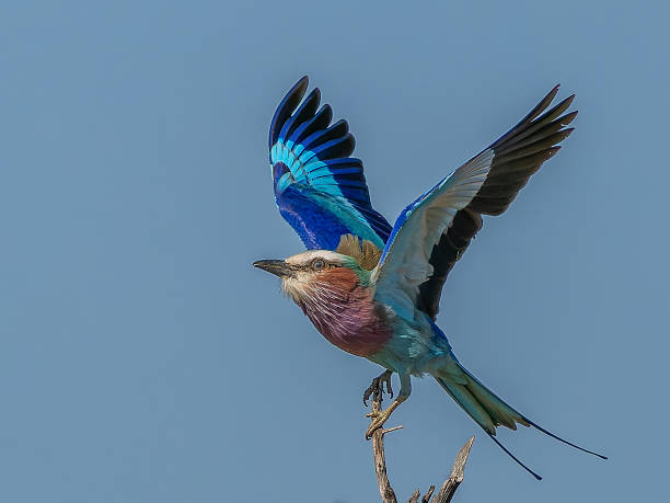 istock Lilac-breasted Roller taking off against blue sky 2220695386