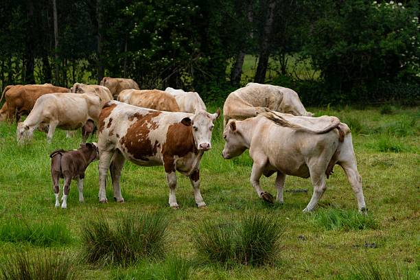 istock Cows Grazing in a Green Meadow 2220698137