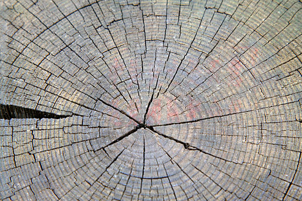 Cross-section of weathered tree with annual growth rings