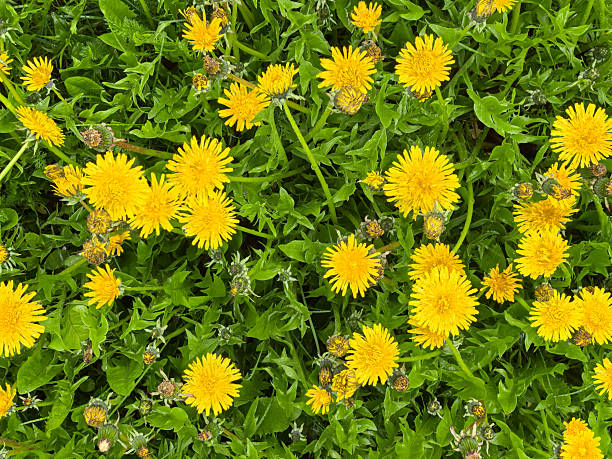 Close-up of yellow dandelion flowers. View from above.