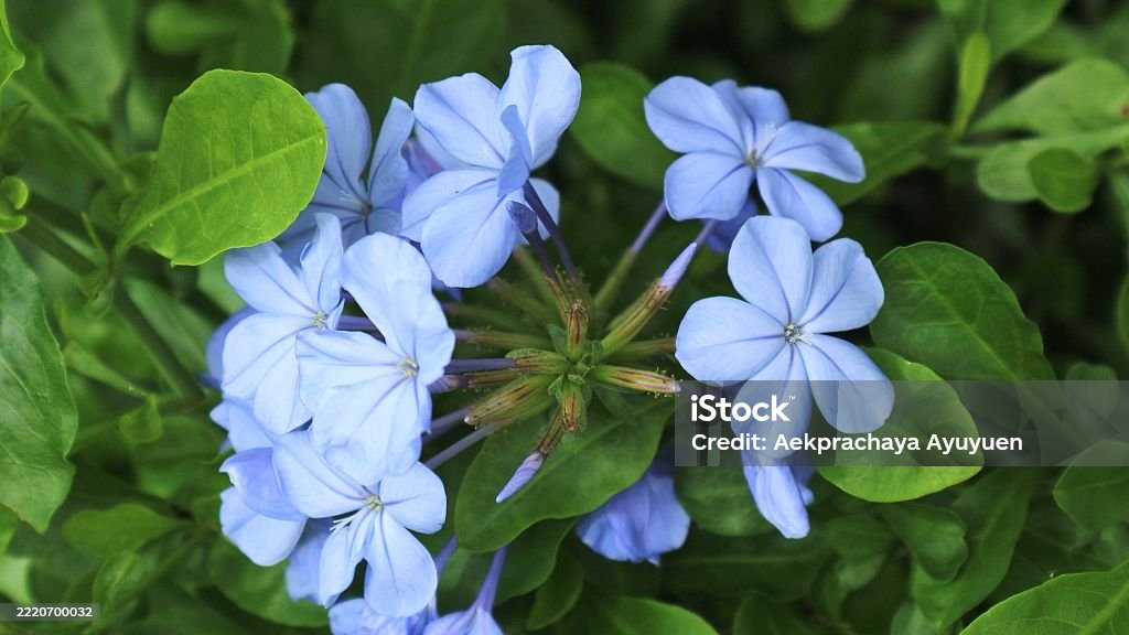 Plumbago Biru Muda, plumbago putih (Plumbago auriculata) Bunga mekar penuh – Latar Belakang Bunga Taman Tropis Alami - Bebas Royalti Alam Foto Stok Plumbago Biru Muda, plumbago putih (Plumbago auriculata) Bunga mekar penuh – Latar Belakang Bunga Taman Tropis Alami - Bebas Royalti Alam Foto Stok