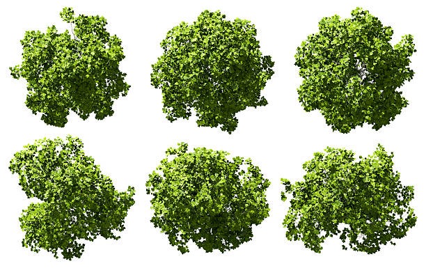 istock Aerial top view jungle trees for landscape on white backgrounds 3d render 2220700830