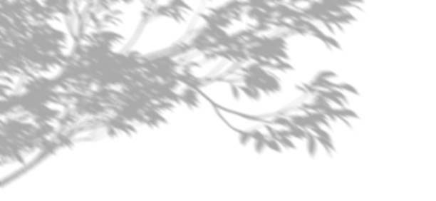 istock Element shadow shade of tree branches leaves move white backgrounds 3d illustrations 2220700833