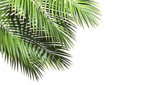 istock Green palm leaves realistic corner layout on white backgrounds 3d illustrations 2220700841