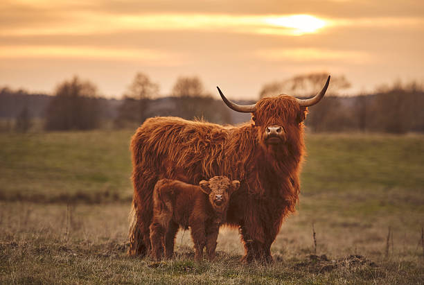 istock Highland cow and calf. Sunset over the pasture 2220701495