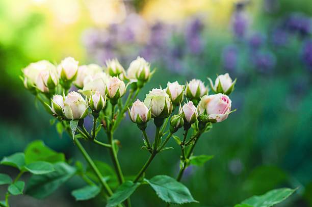 istock Delicate pink and white roses in soft focus, a beautiful garden scene. 2220707421
