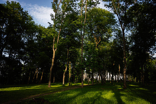 Forest scene with tall trees and sunlight creating patterns on the grass