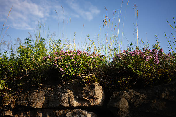 Pink wildflowers growing on a rocky surface, surrounded by grass and sunny sky.