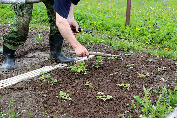 istock An elderly farmer weeding and holding hoes in his hands 2220712104