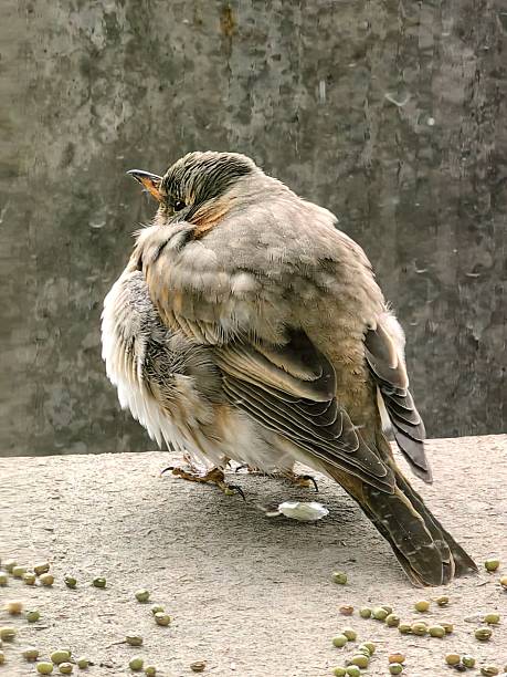 ruffled sparrow sits quietly on ledge, fluffing its feathers. nearby, scattered seeds lay on stone surface, hinting at birds search for food in morning light. close up.