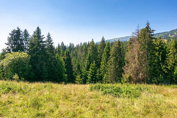 istock forest on the grassy meadow in mountains 2220713449