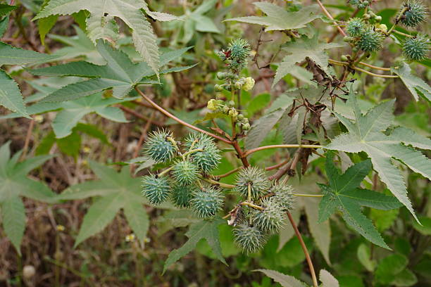istock The castor bean seeds on its plant top along with its leaves 2220714254