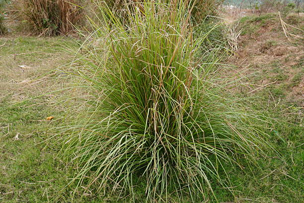 istock Desmostachya bipinnata commonly known as Kusha grass or Darbha grass 2220714433