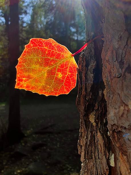 bright aspen leaf hanging from tree trunk at sunset casting warm hues in forest. closeup.