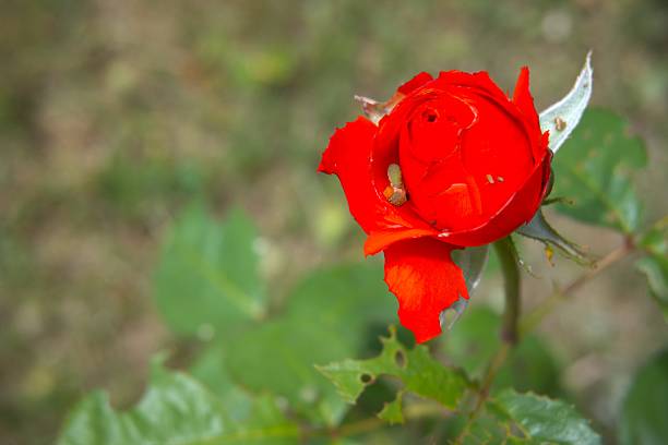 Red rose flower close up in the nature