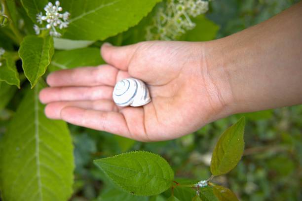 Snail house in hand in the nature.