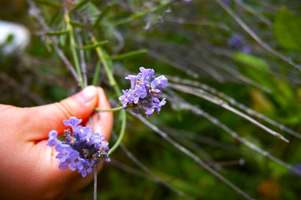 istock Lavender flower in hand in the nature. 2220715607