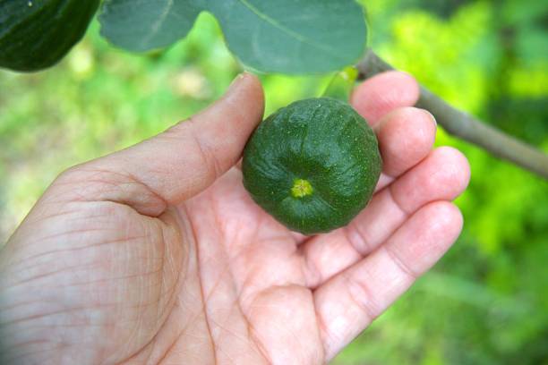 istock Fig fruit on the fig tree in the nature. 2220715817